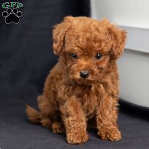Amber, Toy Poodle Puppy